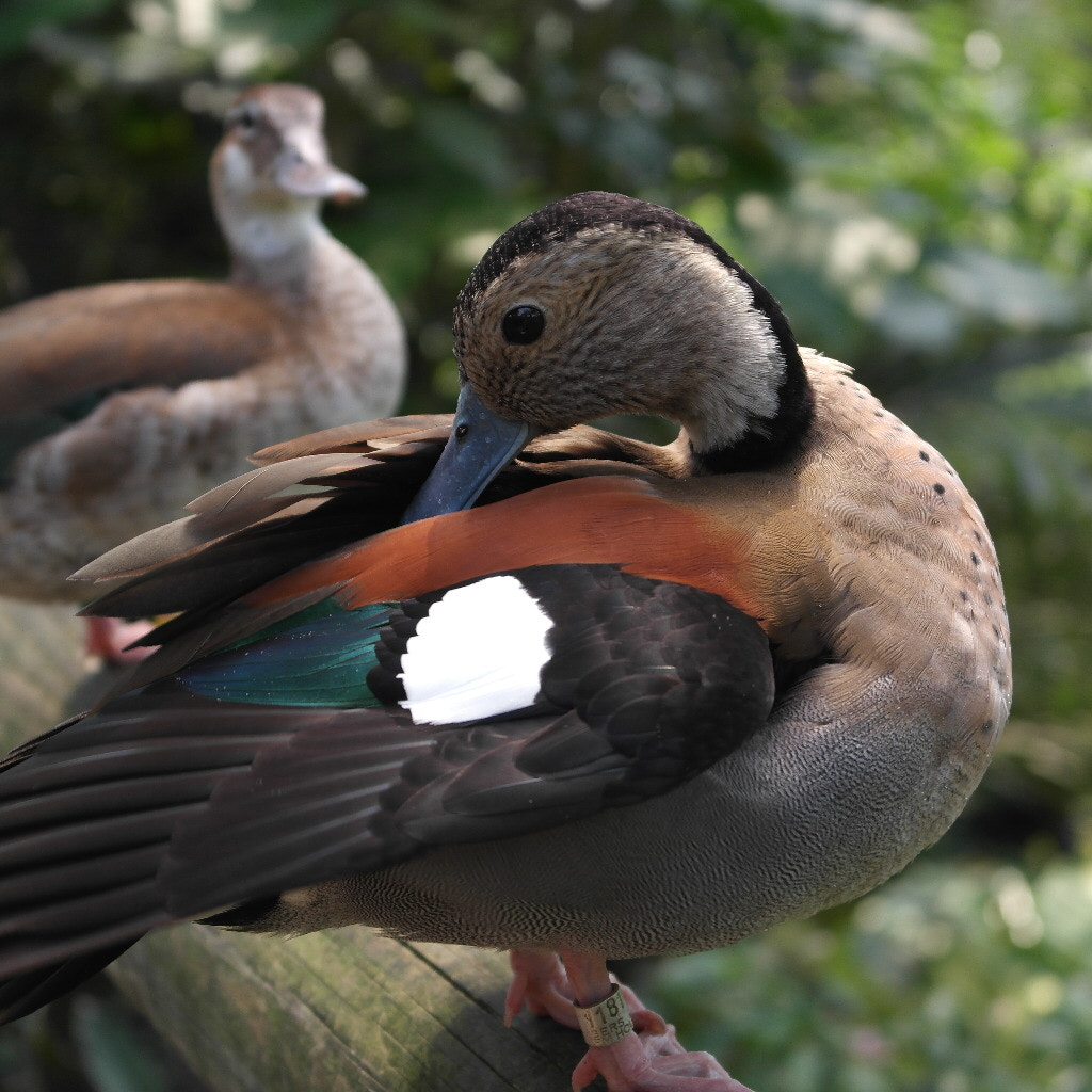 Samsung NX1000 sample photo