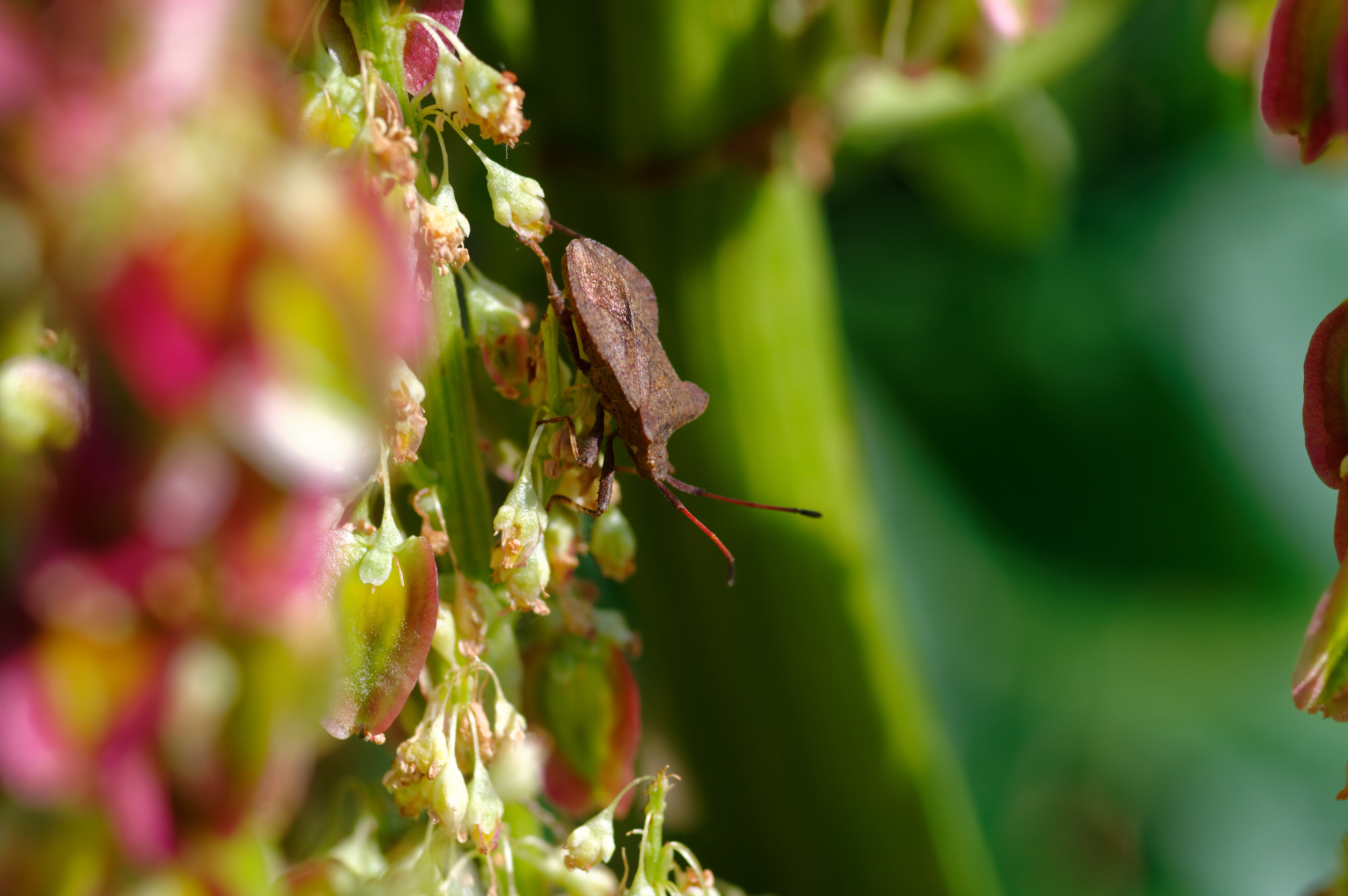 Pentax K-3 II sample photo. Pentax k3 11 50mm macro . rhubarb and sheild bug. photography