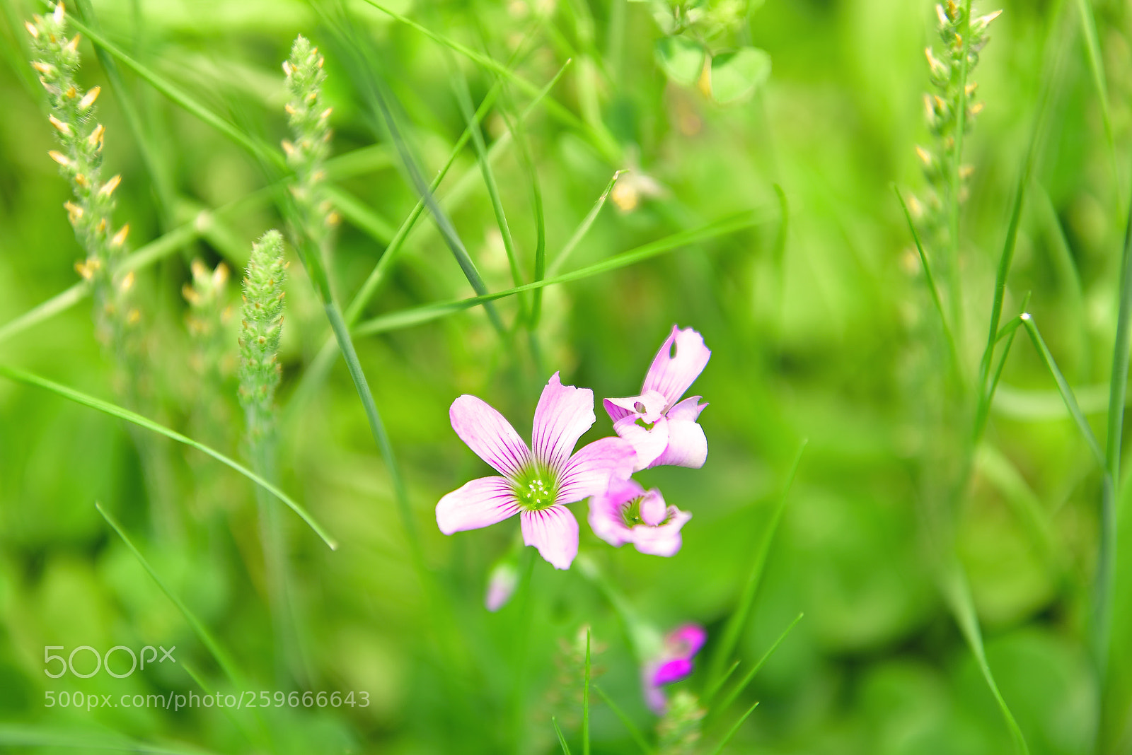 Nikon D800E sample photo. Small flowers blooming in photography