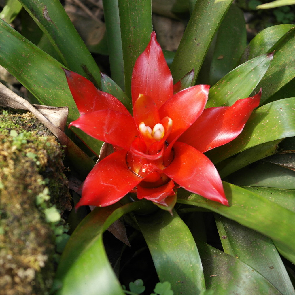 Samsung NX1000 sample photo