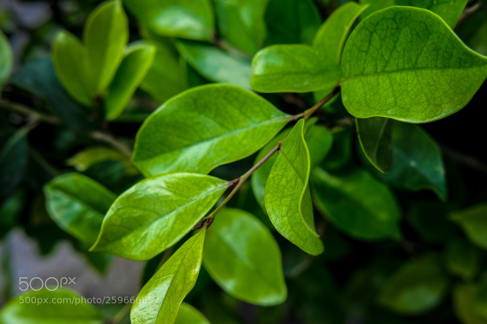 Fujifilm X-T20 sample photo. Japan nature photography
