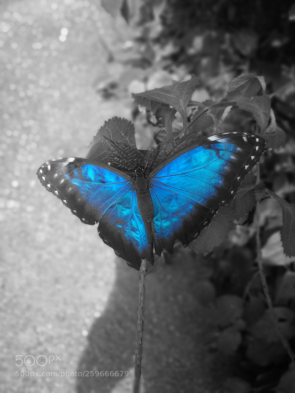 HUAWEI Mate 9 sample photo. Untitled photography