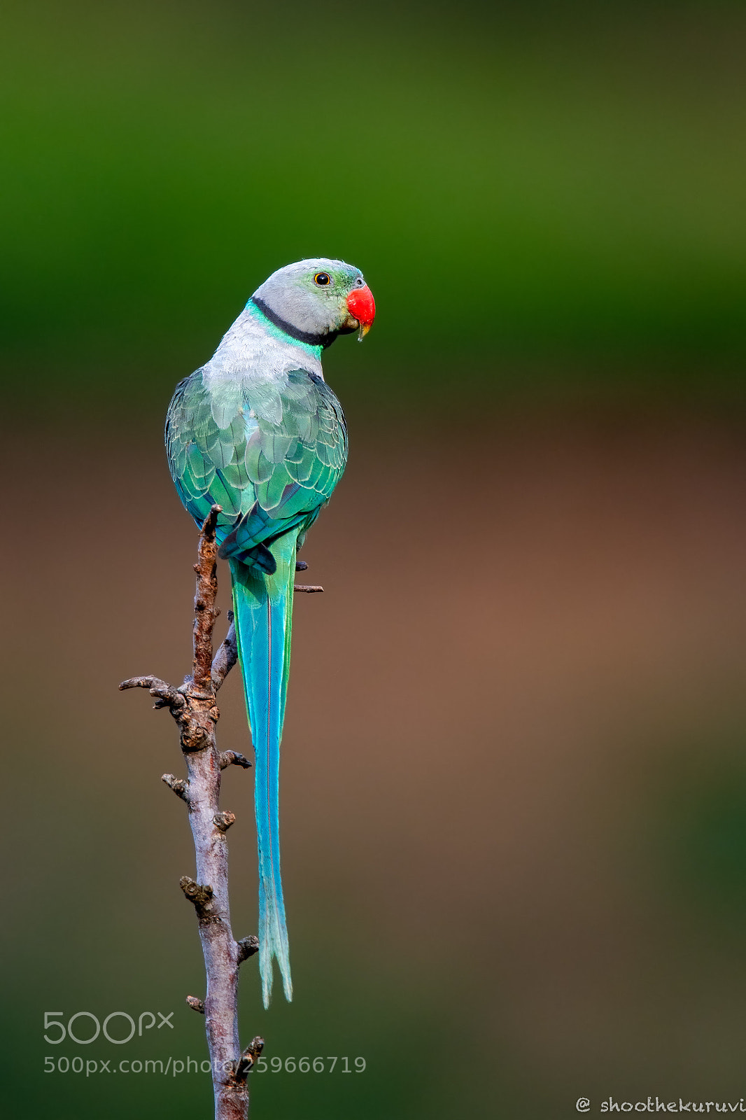 Nikon D500 sample photo. Blue-winged parakeet photography