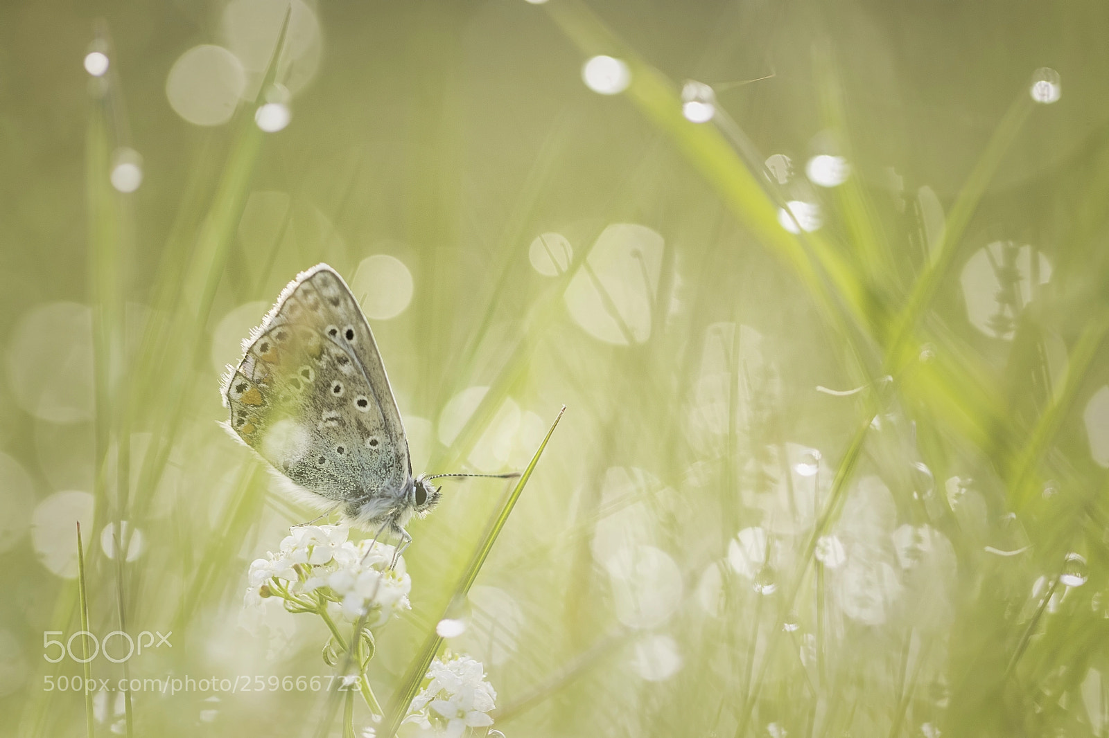Canon EOS 80D sample photo. Butterfly blues photography