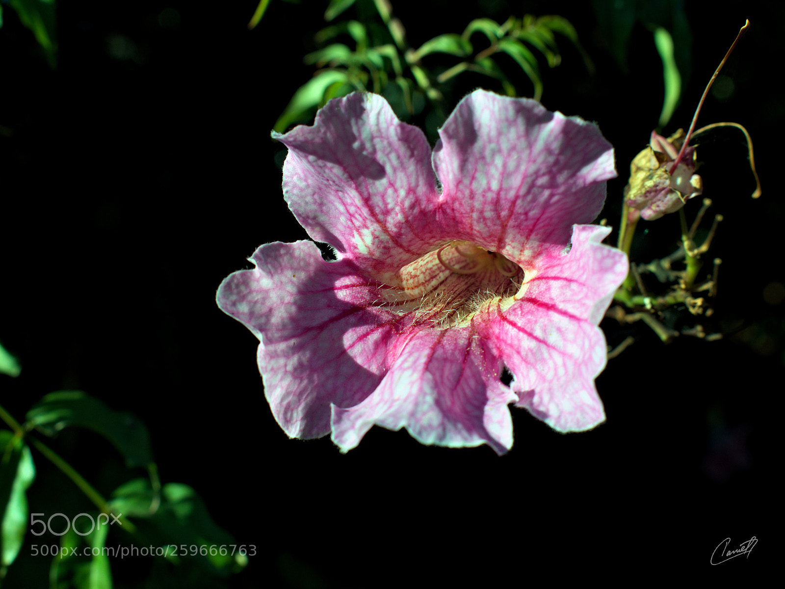 Nikon D5300 sample photo. Bignonia photography