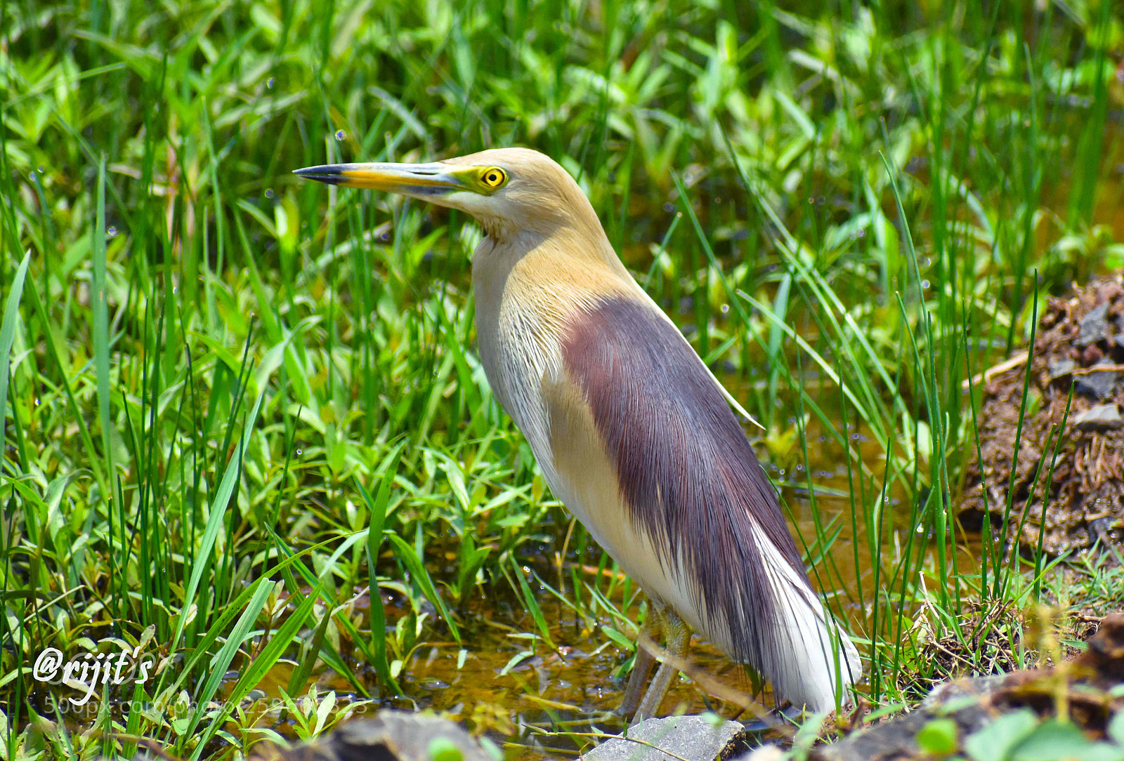 Nikon D3400 sample photo. Indian pond-heron  (ardeola grayii) photography