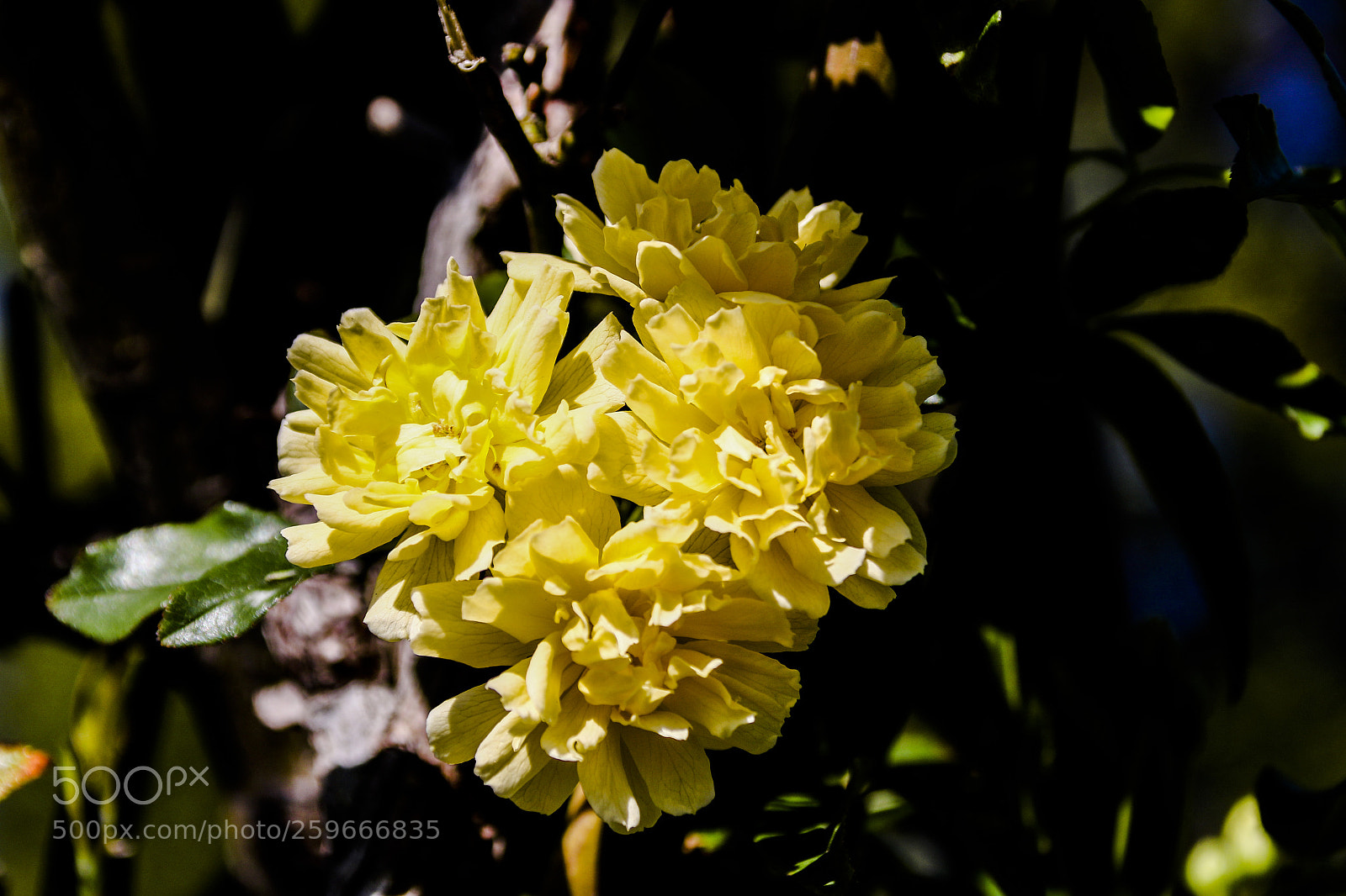 Canon EOS 7D Mark II sample photo. Per a l'a, photography