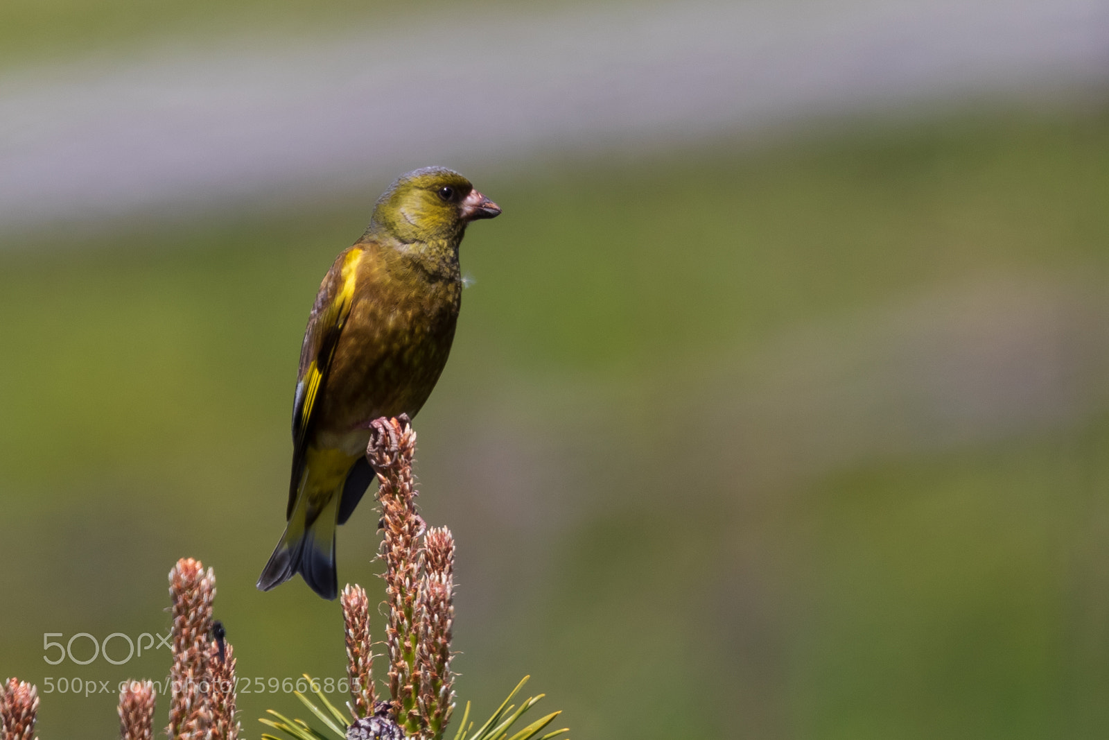 Canon EOS 7D Mark II sample photo. Oriental greenfinch photography