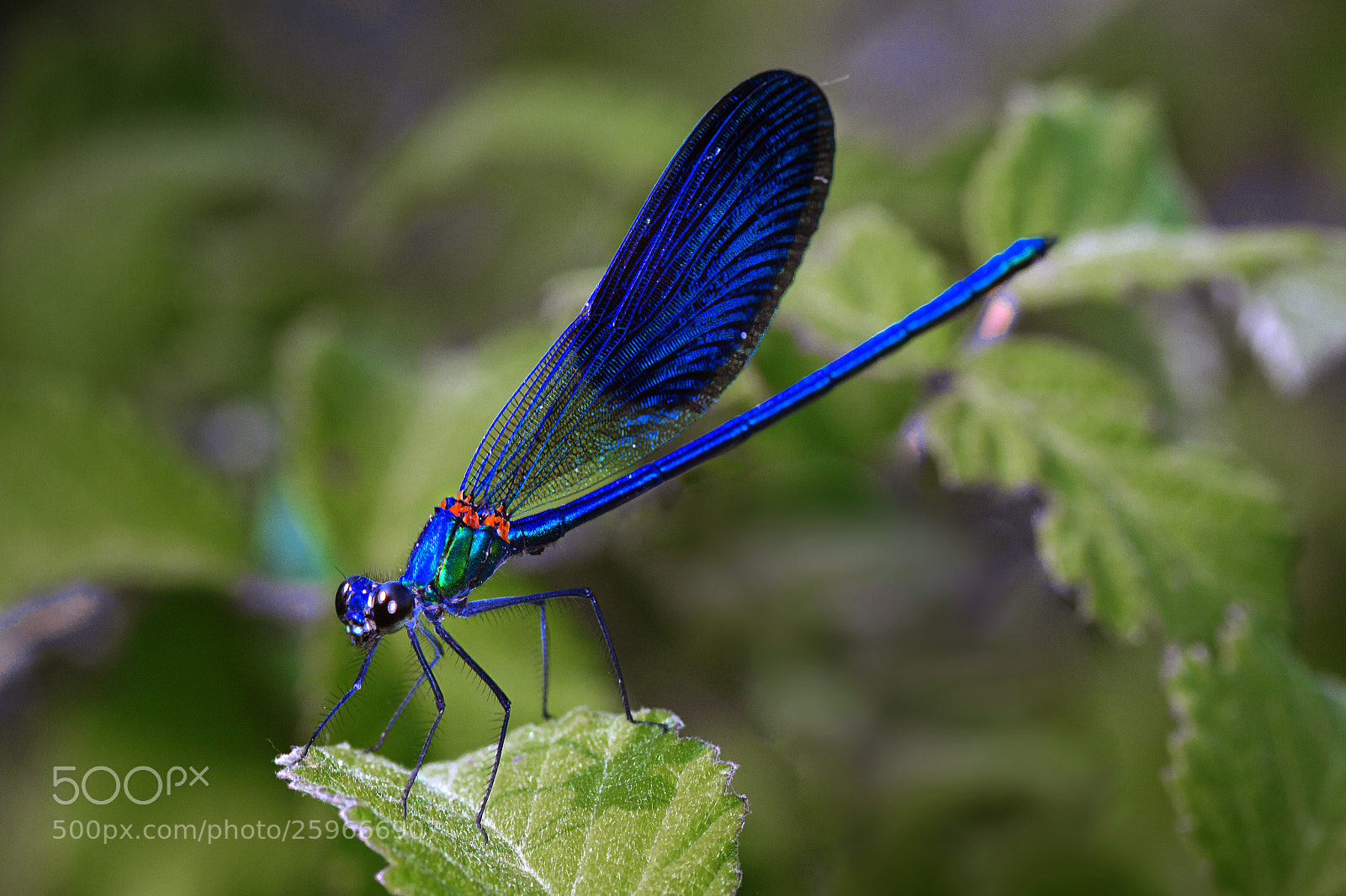Canon EOS 50D sample photo. Blu dragon fly photography