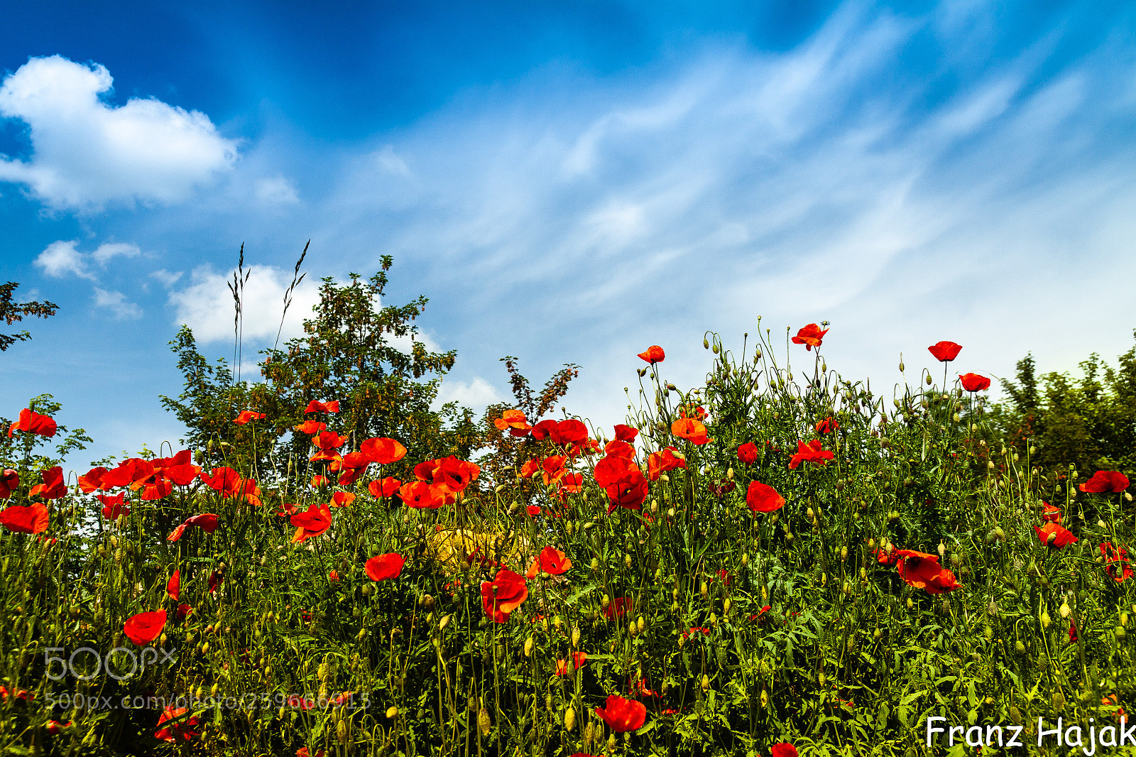 Canon EOS 50D sample photo. Mohnblumen photography