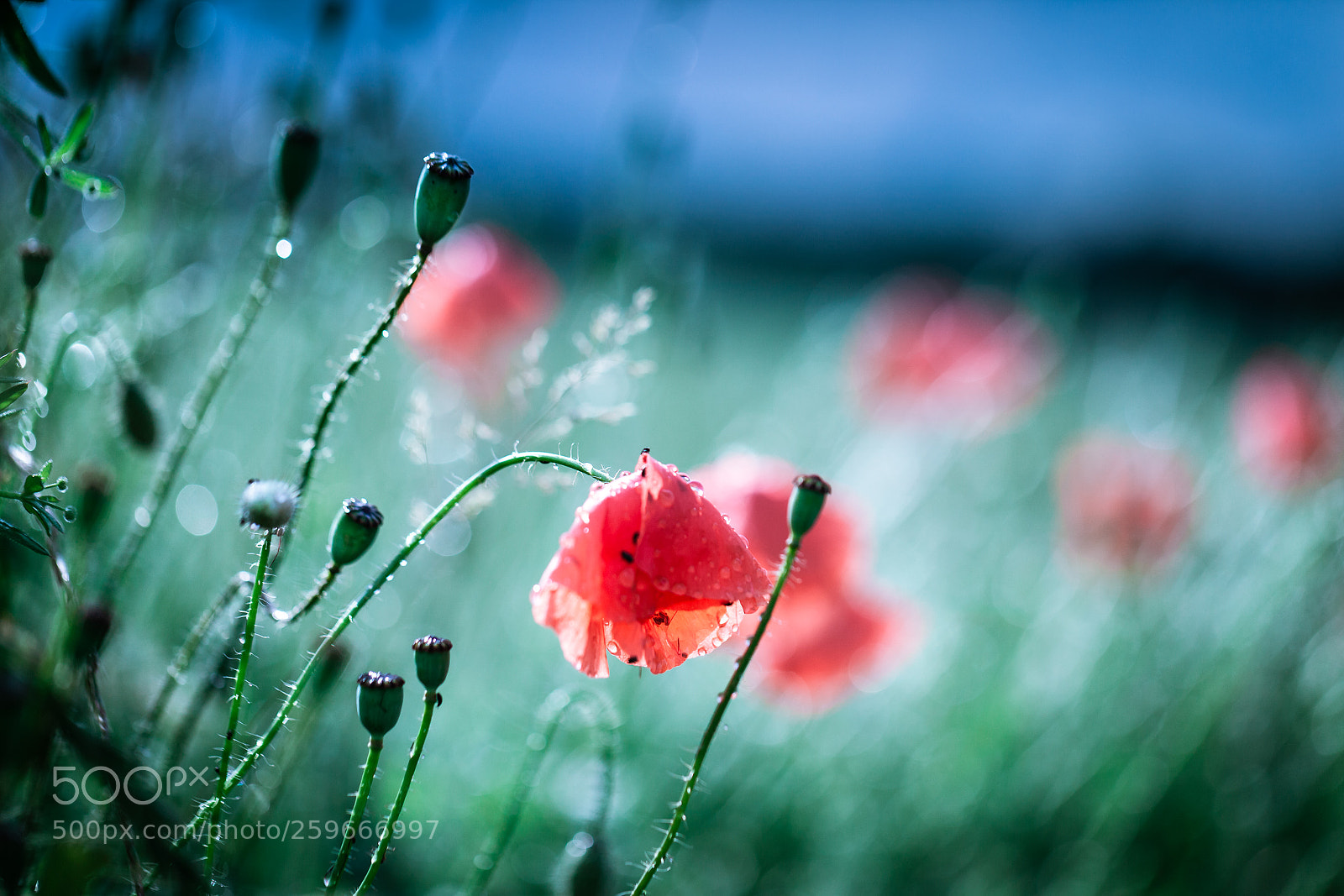 Canon EOS 5D Mark II sample photo. Poppy flower photography