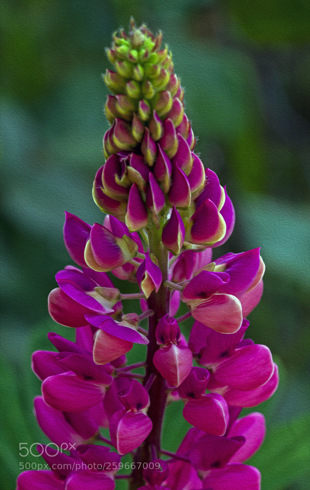 Canon EOS 7D sample photo. Lupinus photography