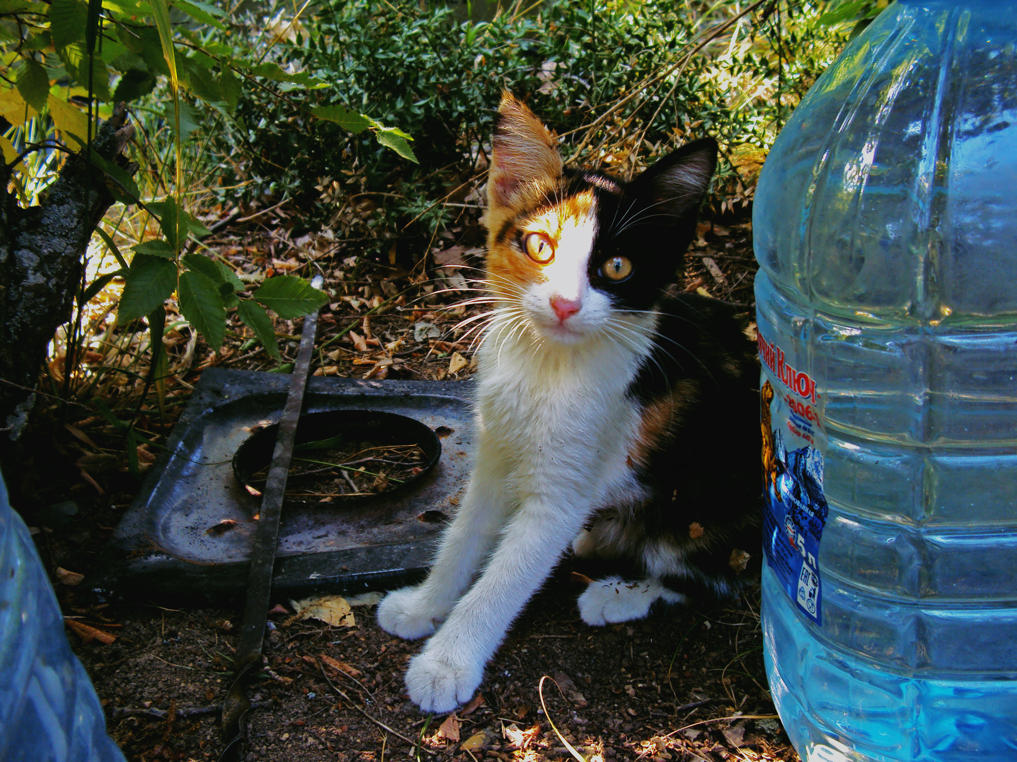 Sony DSC-W180 sample photo. Bonga the tailless hitchhiking cat photography