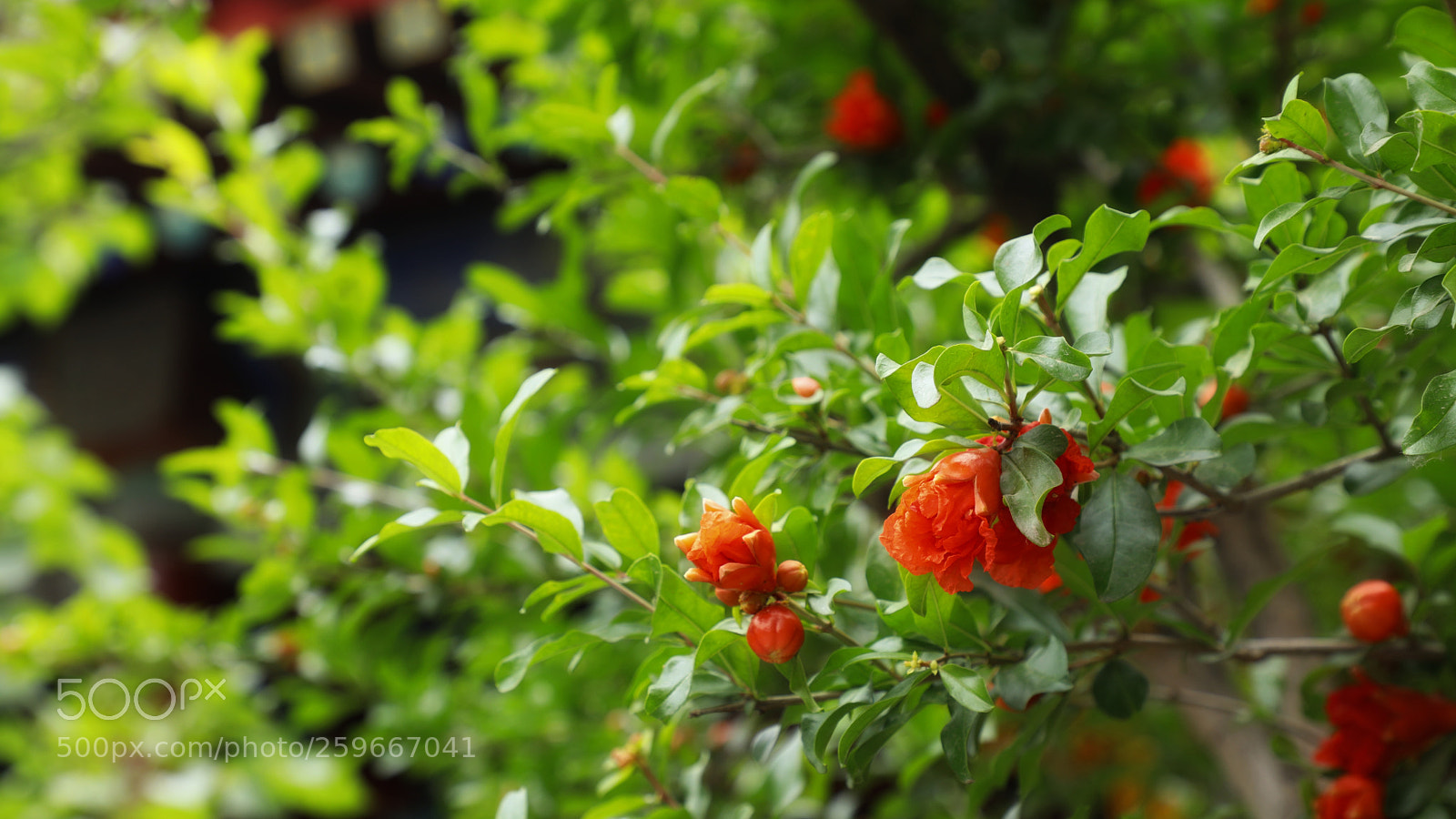 Canon EOS 5D Mark IV sample photo. Untitled photography