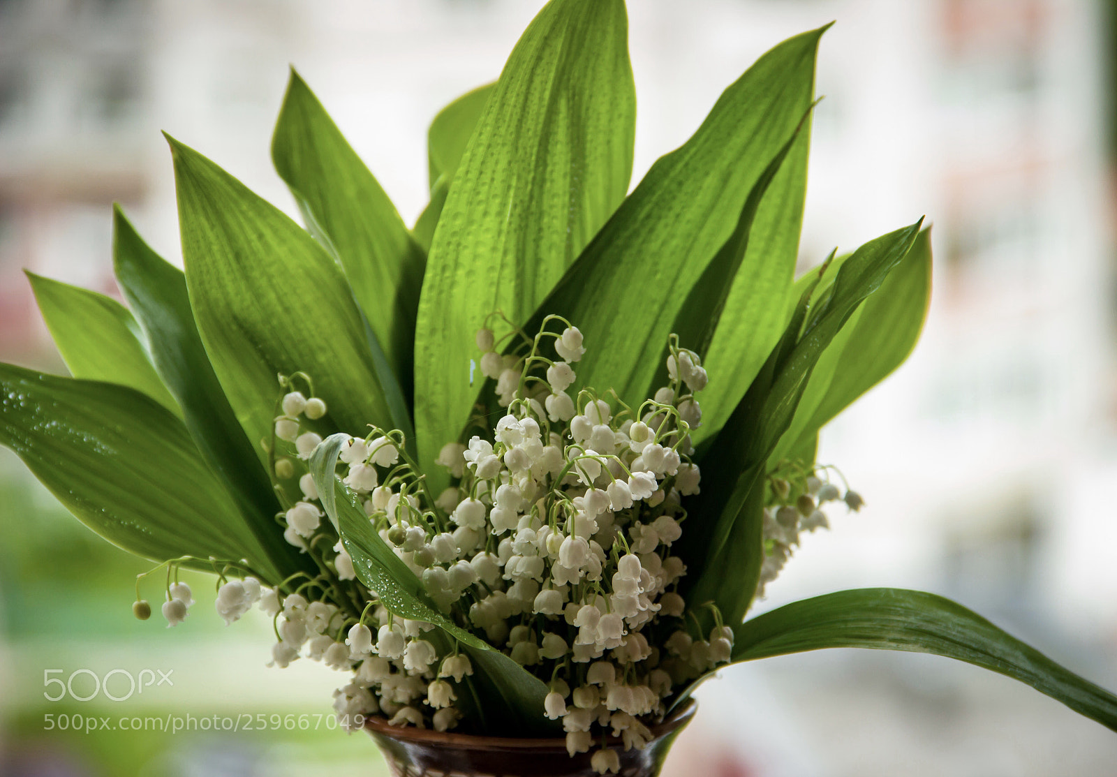 Canon EOS 600D (Rebel EOS T3i / EOS Kiss X5) sample photo. 
lily of the valley  photography