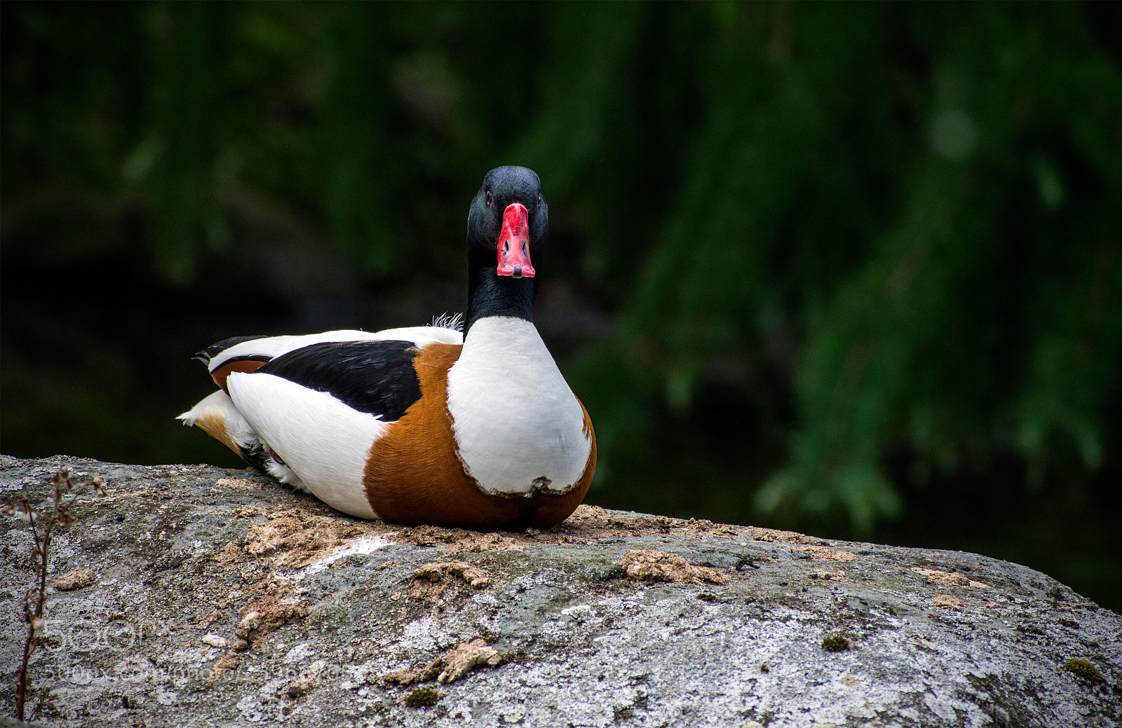 Nikon D7200 sample photo. Common shell duck photography