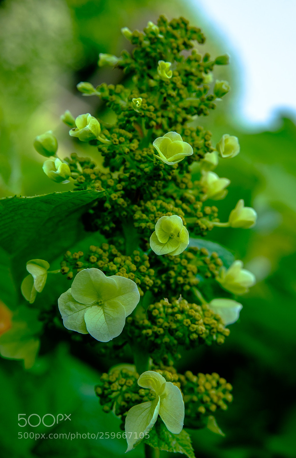 Fujifilm X-T10 sample photo. ... flowers in my garden ... photography