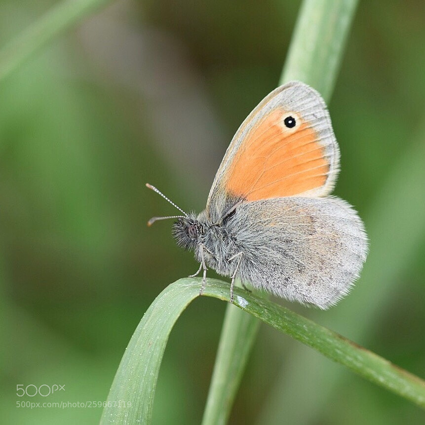 Nikon D7200 sample photo. Coenonympha arcania photography