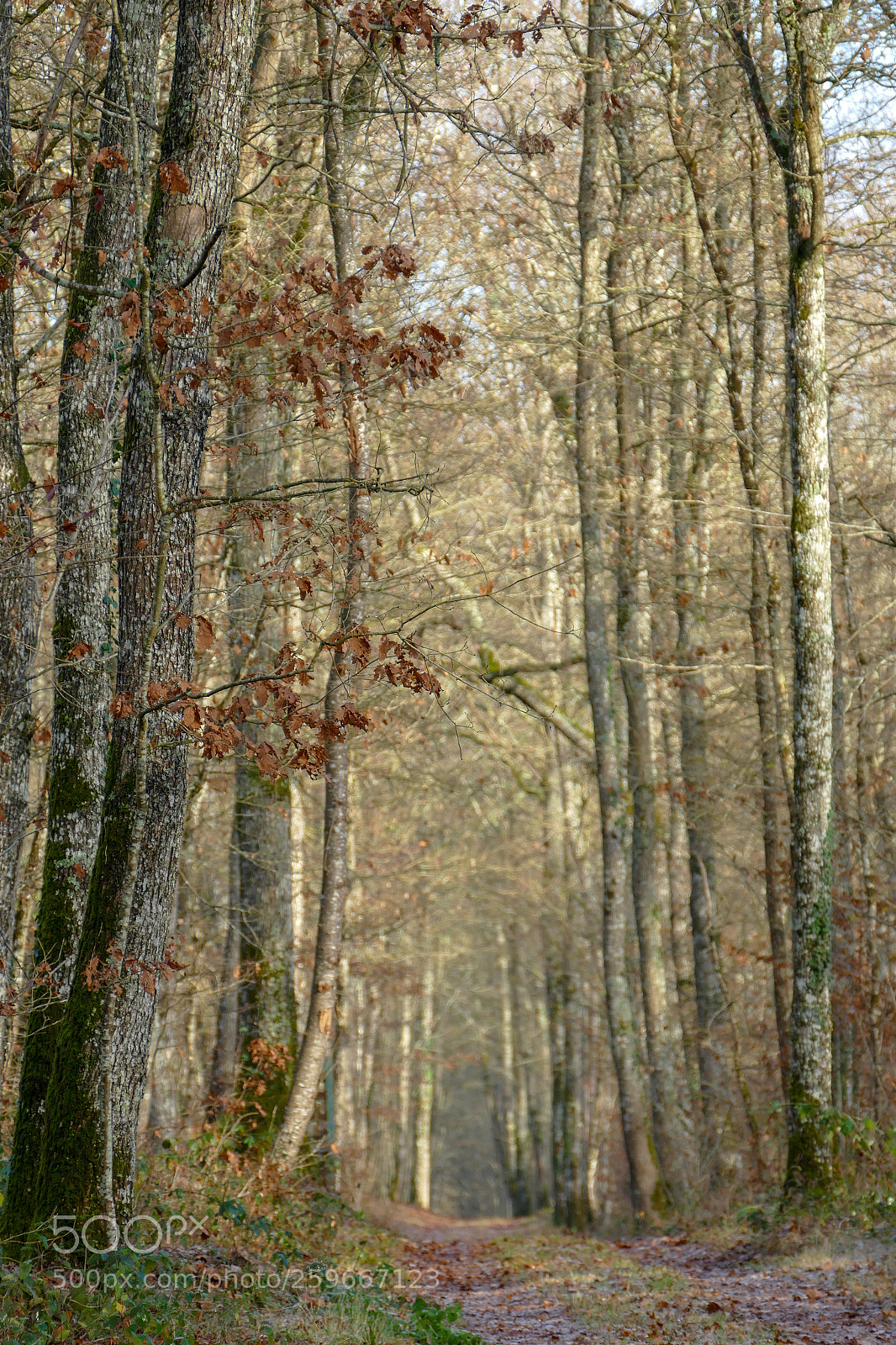 Panasonic Lumix DMC-FZ1000 sample photo. Parc des hauts de photography