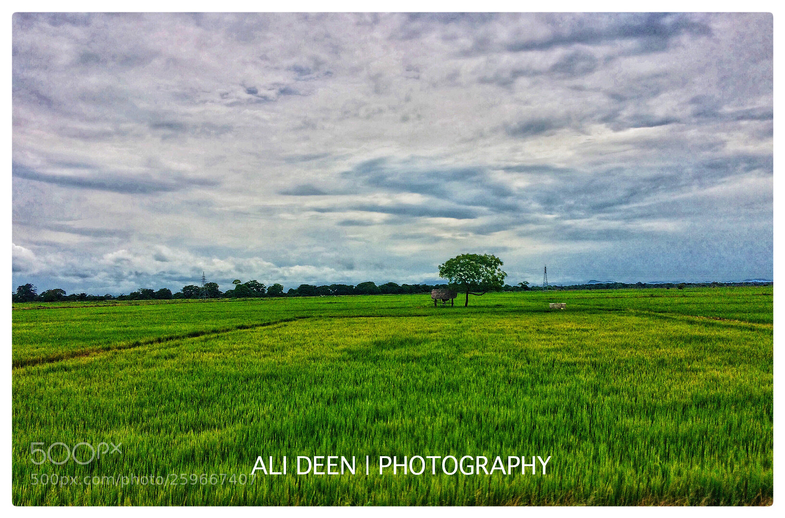 Apple iPhone 5s sample photo. Paddy  photography
