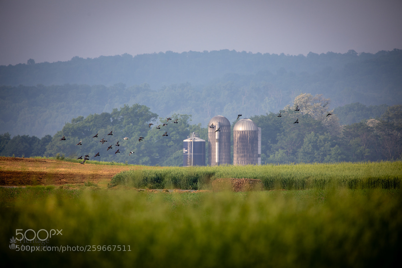 Canon EOS 5D Mark IV sample photo. Morning geese against silos photography