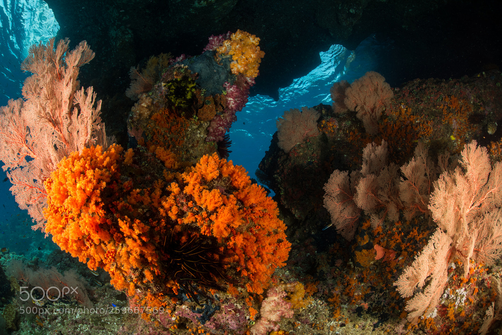 Nikon D810 sample photo. Coral rock swim-through photography