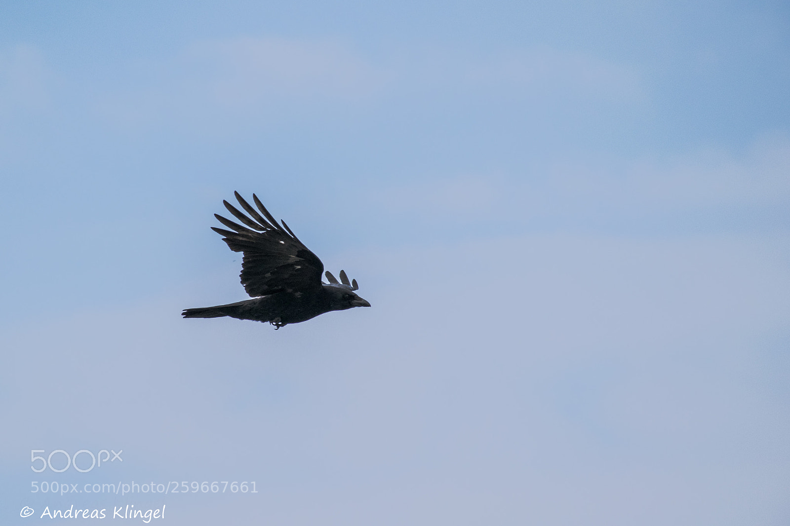 Nikon D5300 sample photo. Fly photography