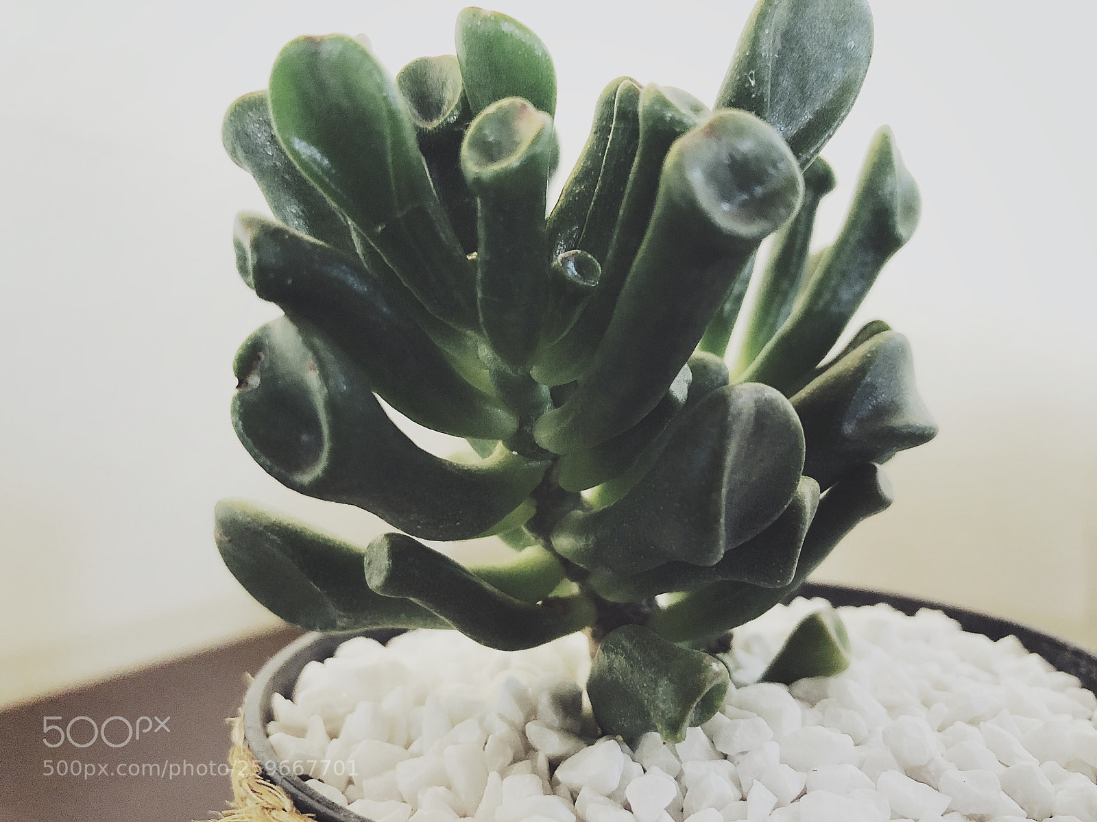 Apple iPhone X sample photo. Plants  photography