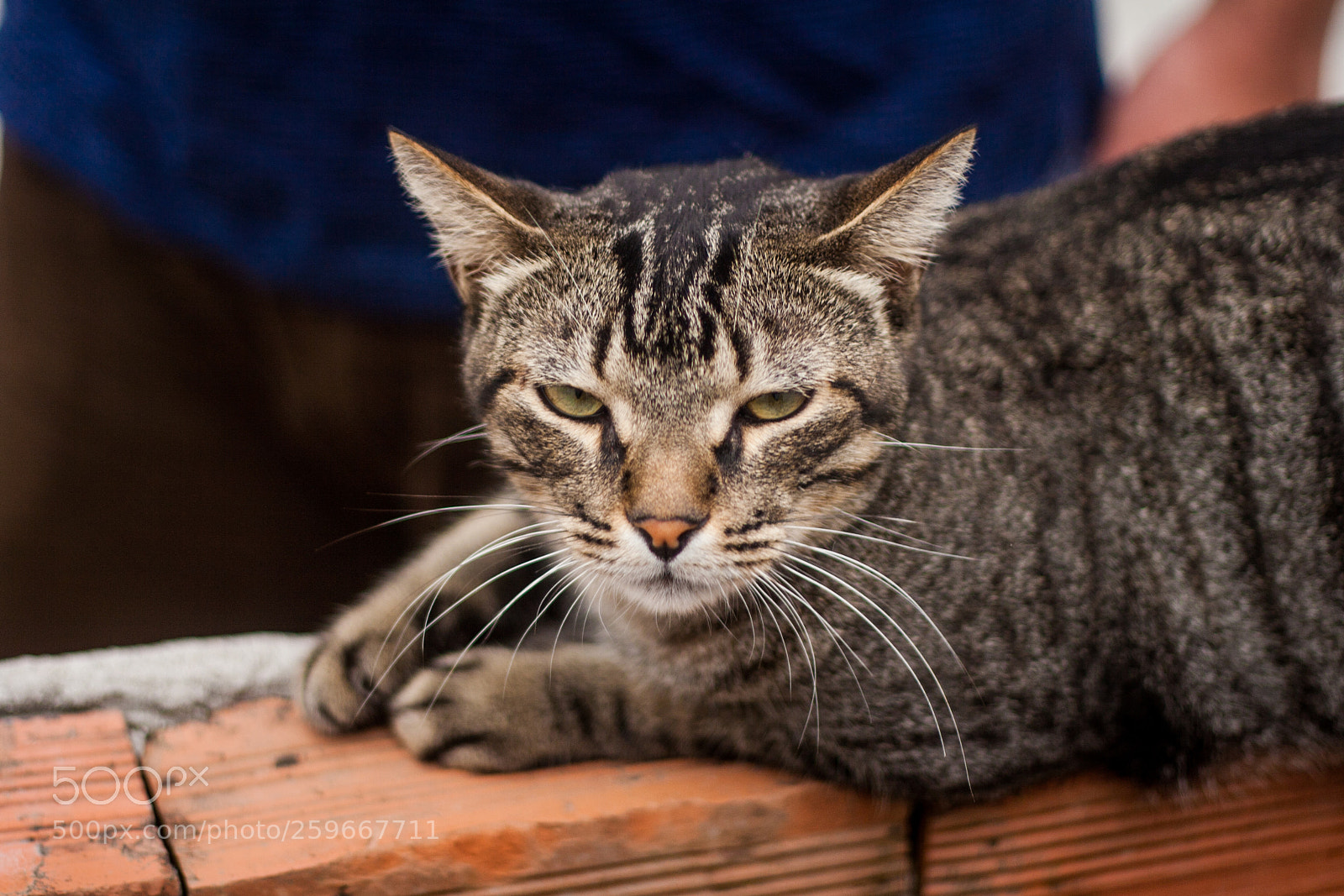 Canon EOS 20D sample photo. Imagens photography
