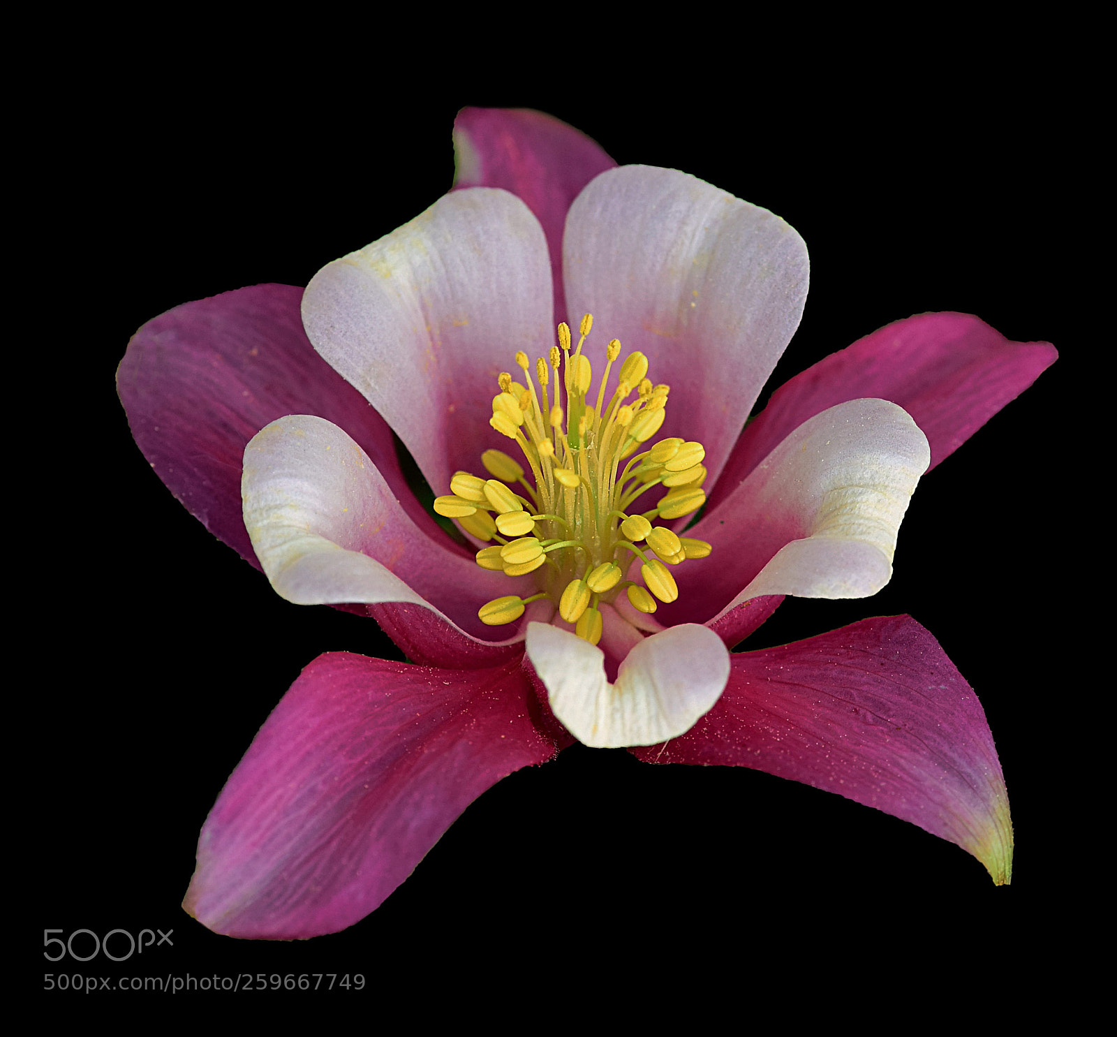 Nikon D810 sample photo. Pink columbine iii photography