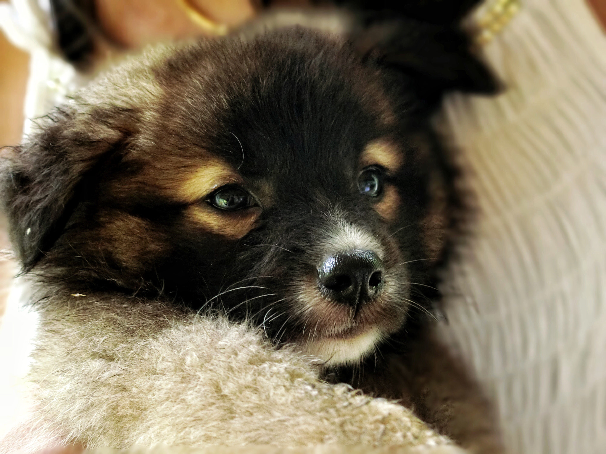 CASIO EX-100 sample photo. Doggy love 1.0 photography