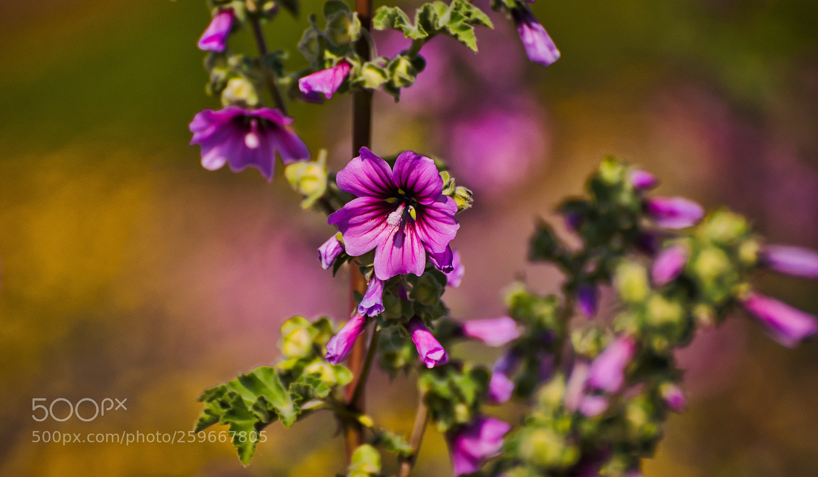 Nikon D750 sample photo. Hibiscus photography