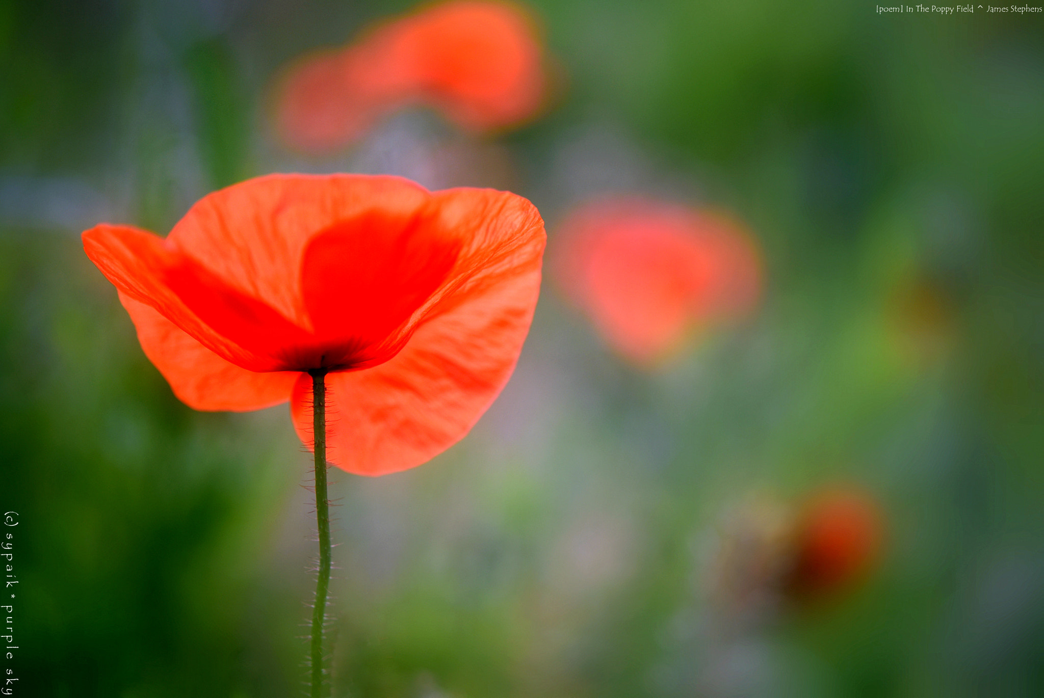 Nikon D750 + Nikon AF-S Micro-Nikkor 60mm F2.8G ED sample photo. In the poppy field ** photography