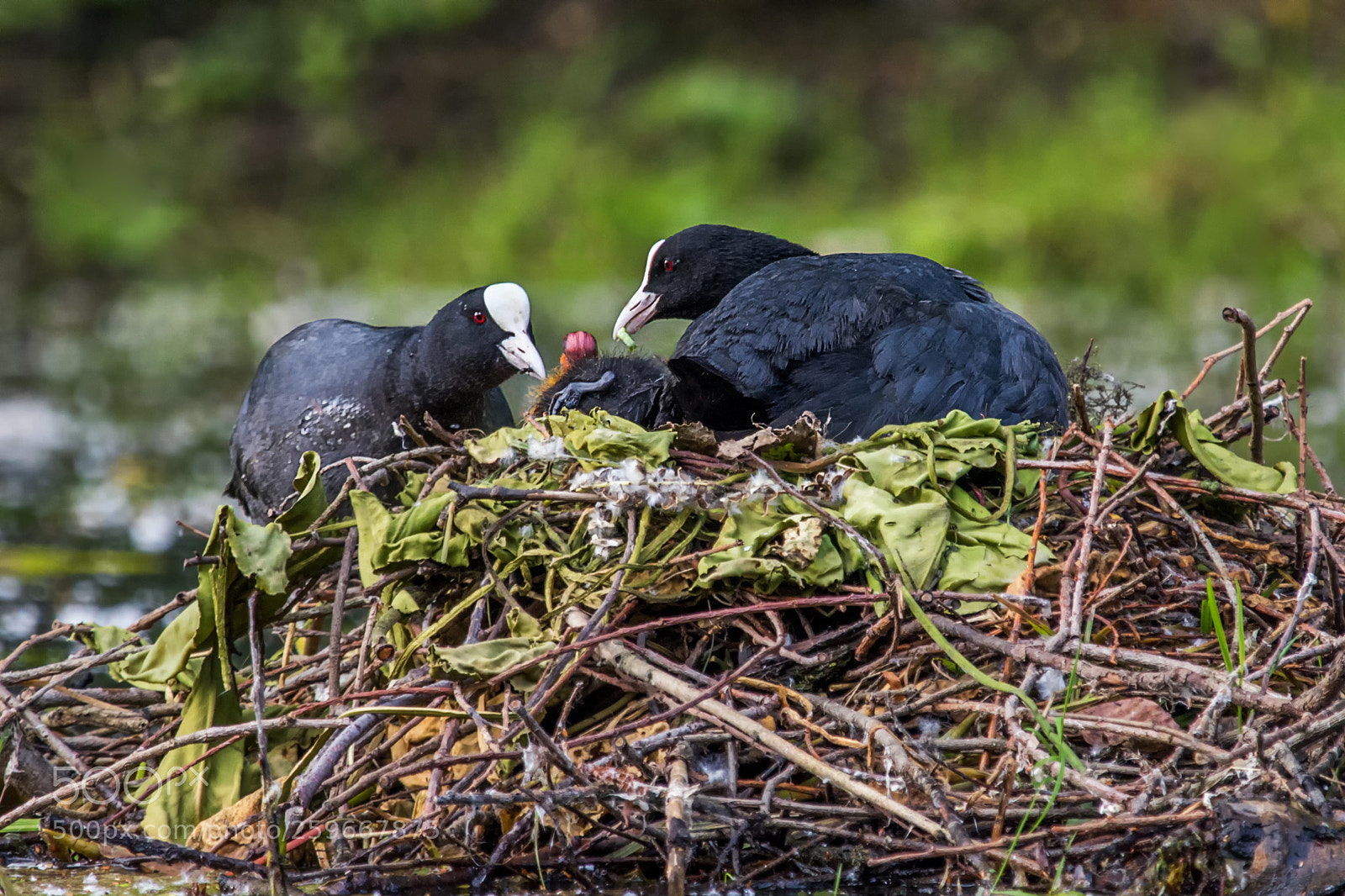 Canon EOS 80D sample photo. Black coots feeding offspring photography