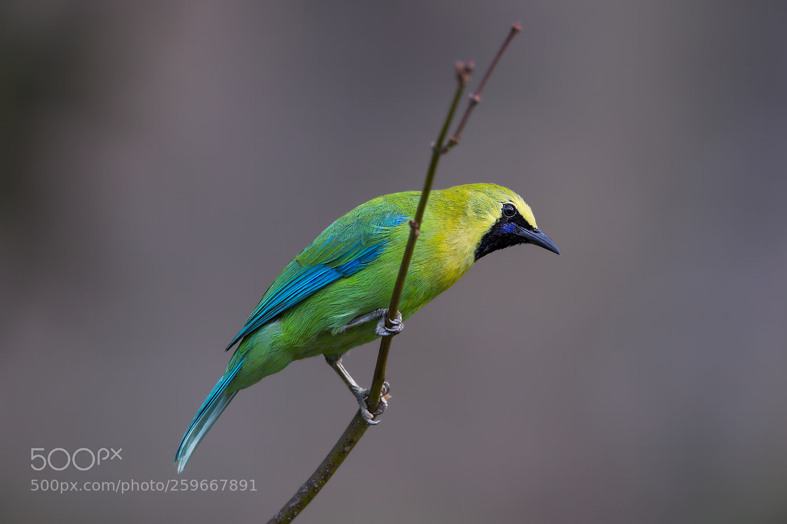 Nikon D4 sample photo. Blue-winged leafbird (m) photography