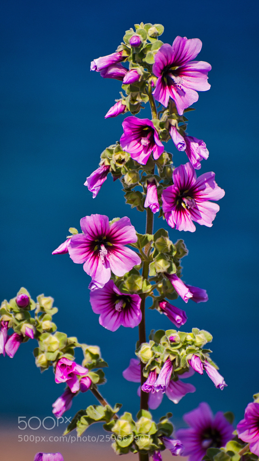 Nikon D750 sample photo. Hibiscus photography