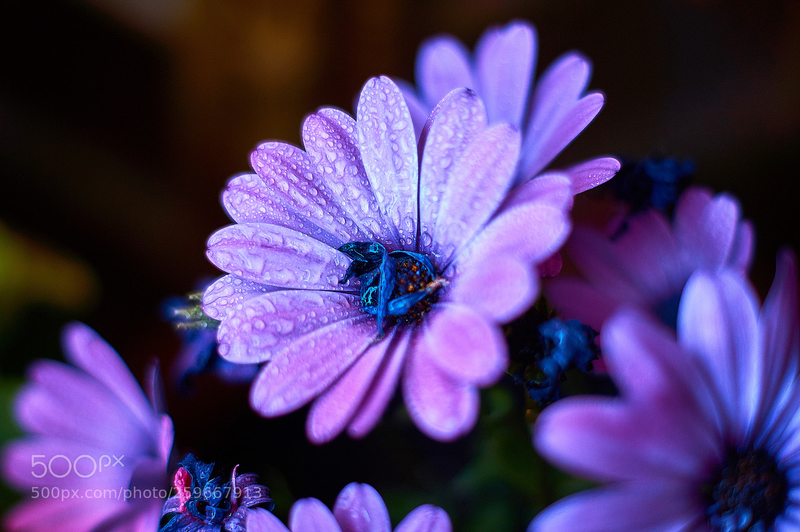 Sony SLT-A58 sample photo. Margaritas photography
