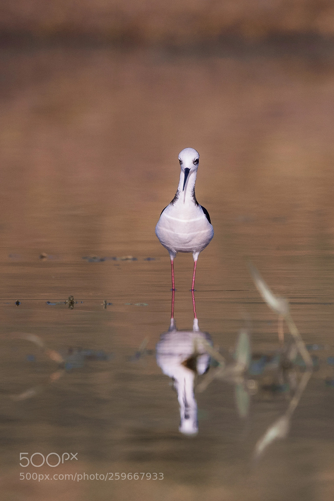 Nikon D750 sample photo. Black necked stilt photography