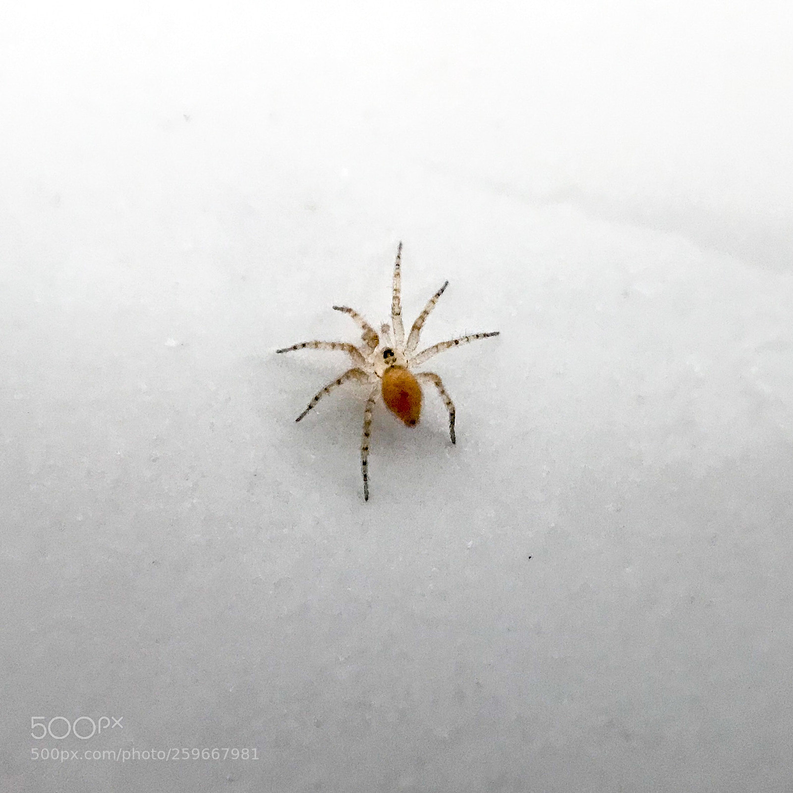 Apple iPhone 7 Plus sample photo. Little spider photography