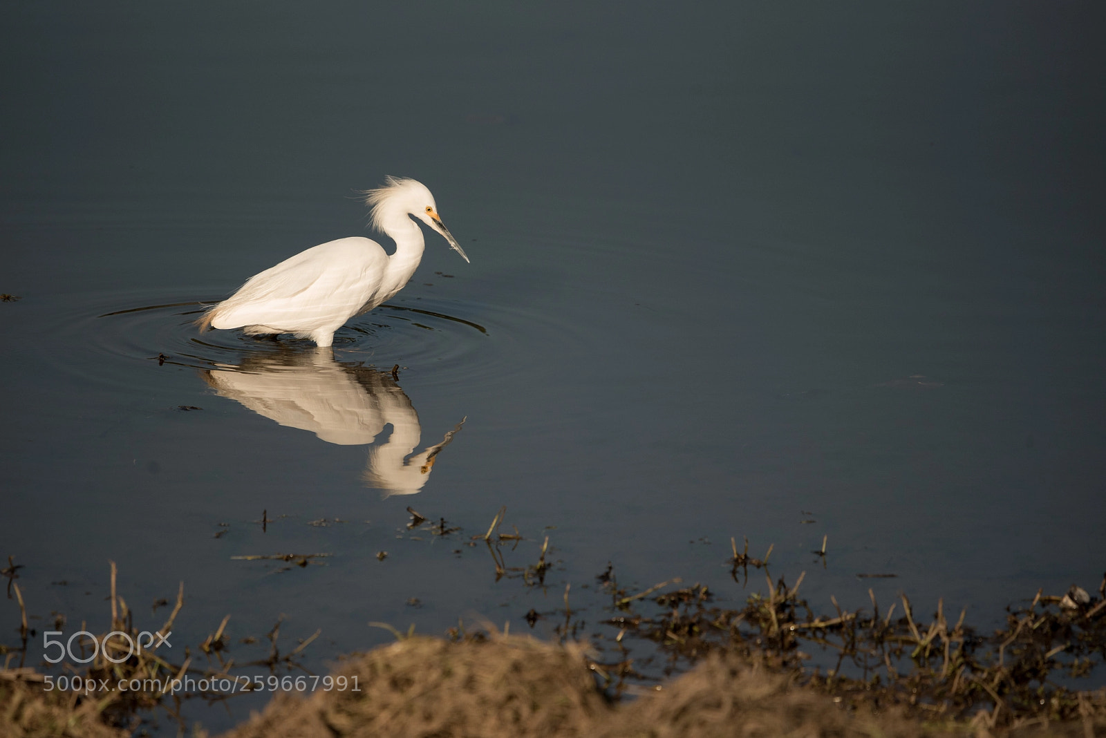 Nikon D750 sample photo. Little egret photography