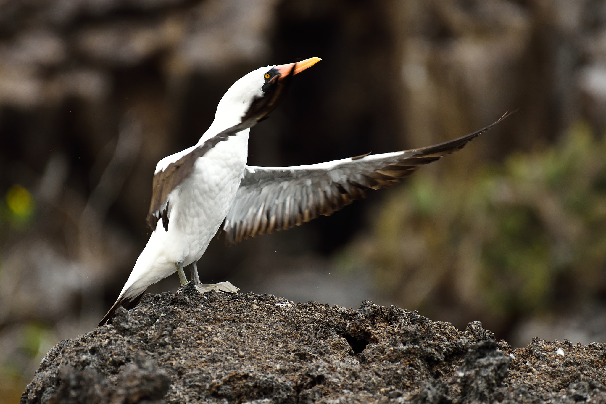 Nikon D810 + Nikon AF-S Nikkor 200-500mm F5.6E ED VR sample photo. The conductor photography