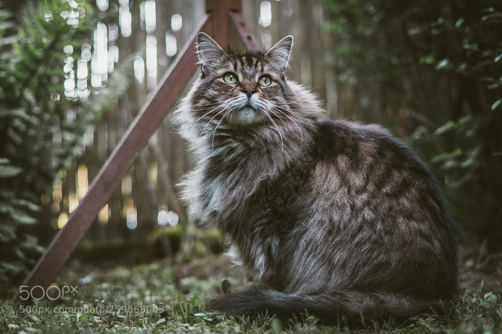 Sony a6000 sample photo. King of the garden photography