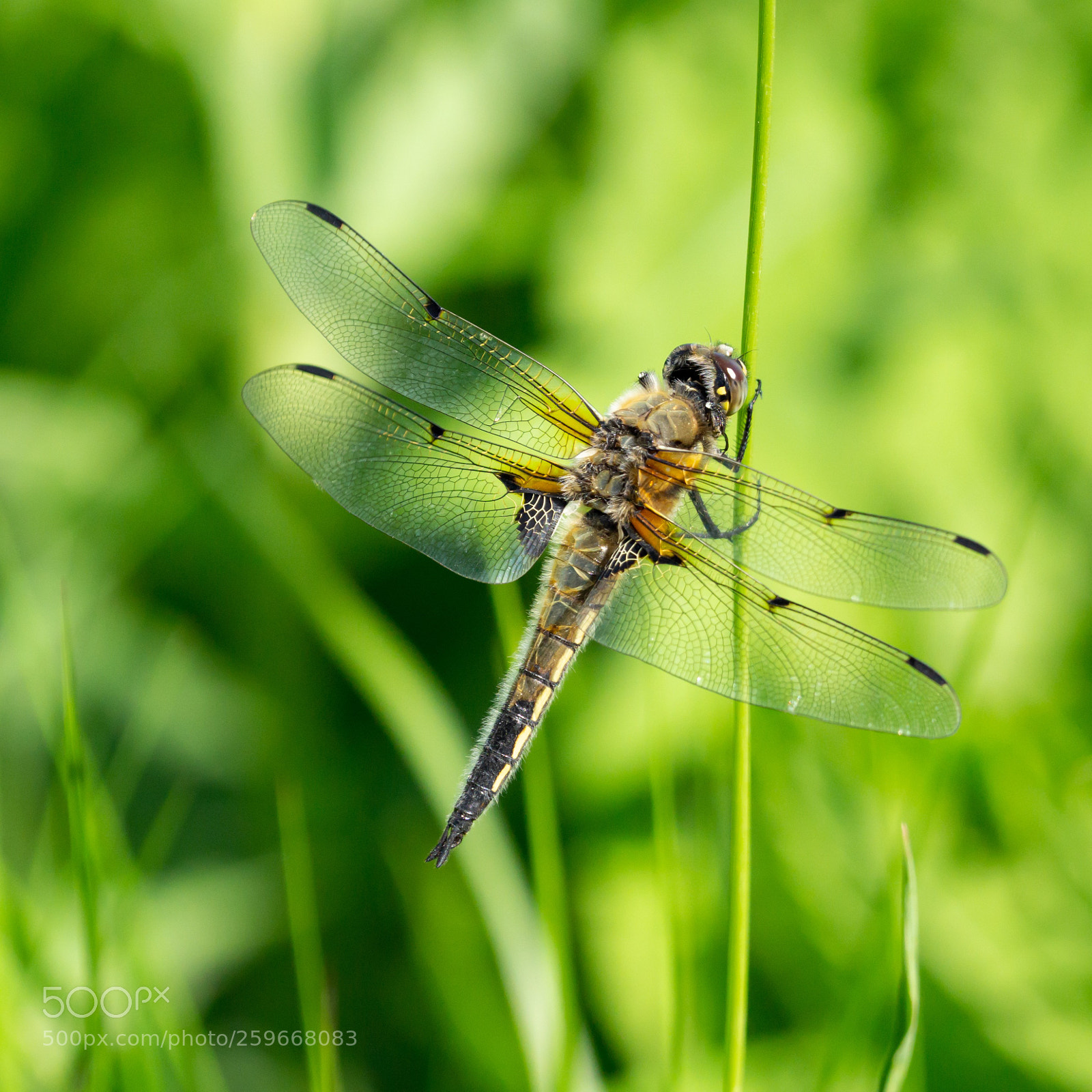 Sony a6000 sample photo. Insect photography