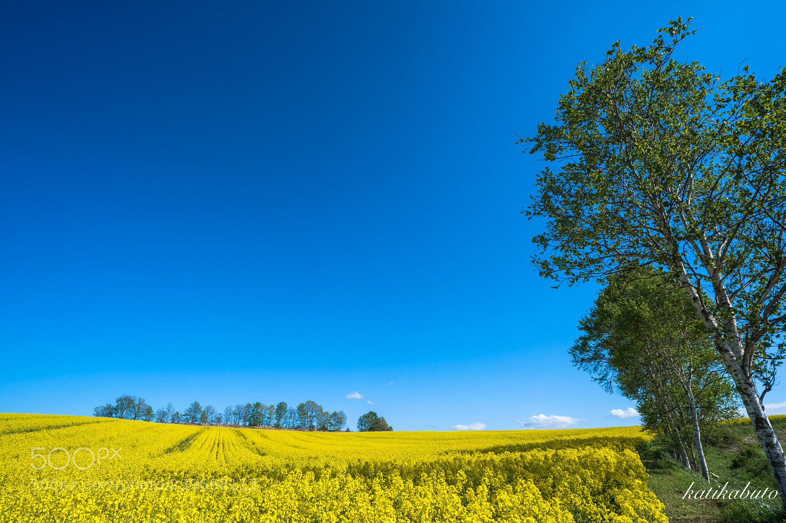 Sony a9 sample photo. A field of rapeseed photography