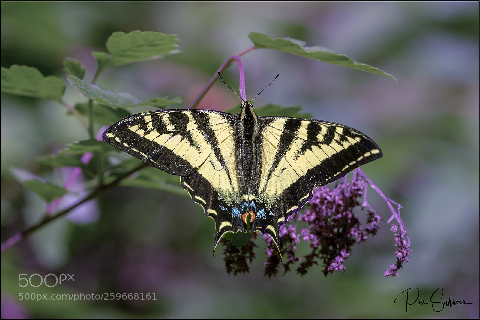 Canon EOS-1D X Mark II sample photo. Swallowtail butterfly photography