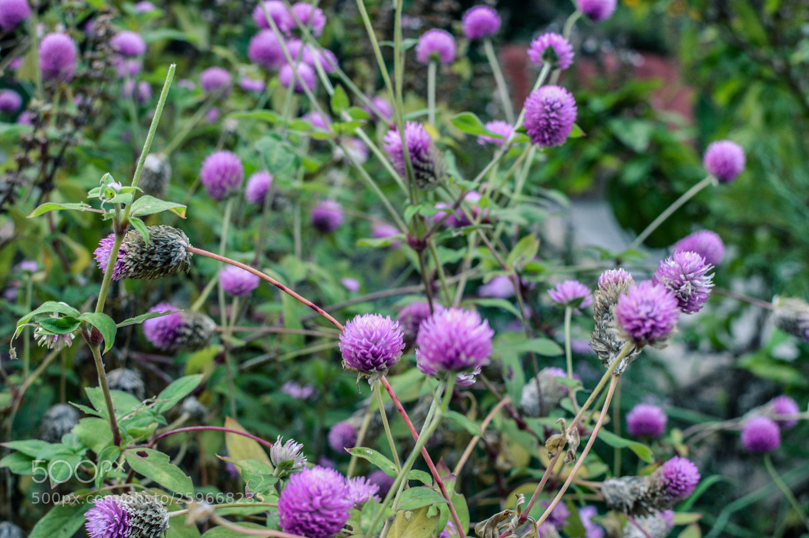 Nikon D3200 sample photo. Violet photography