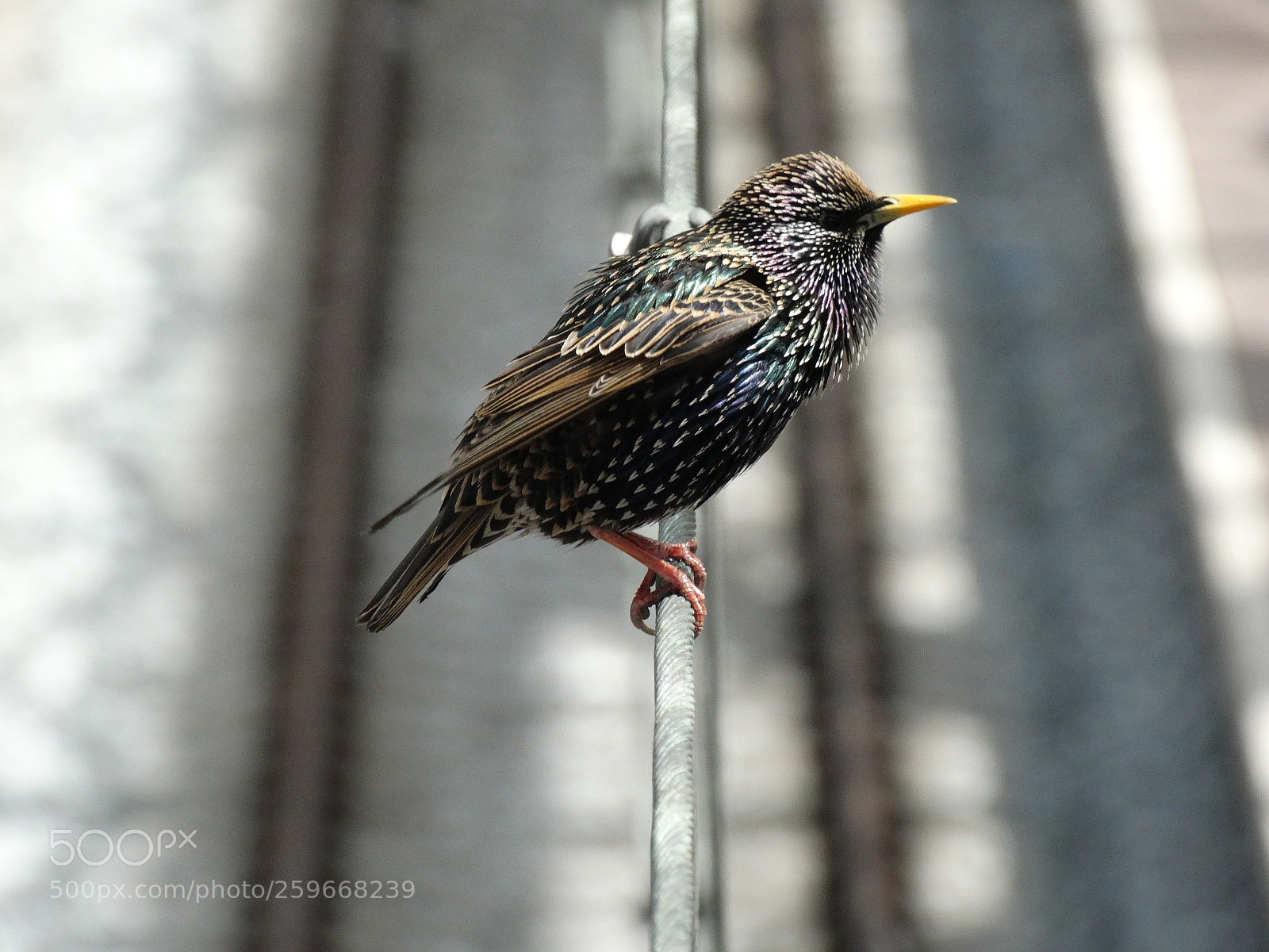 Sony Cyber-shot DSC-HX300 sample photo. Common starling @ central station photography