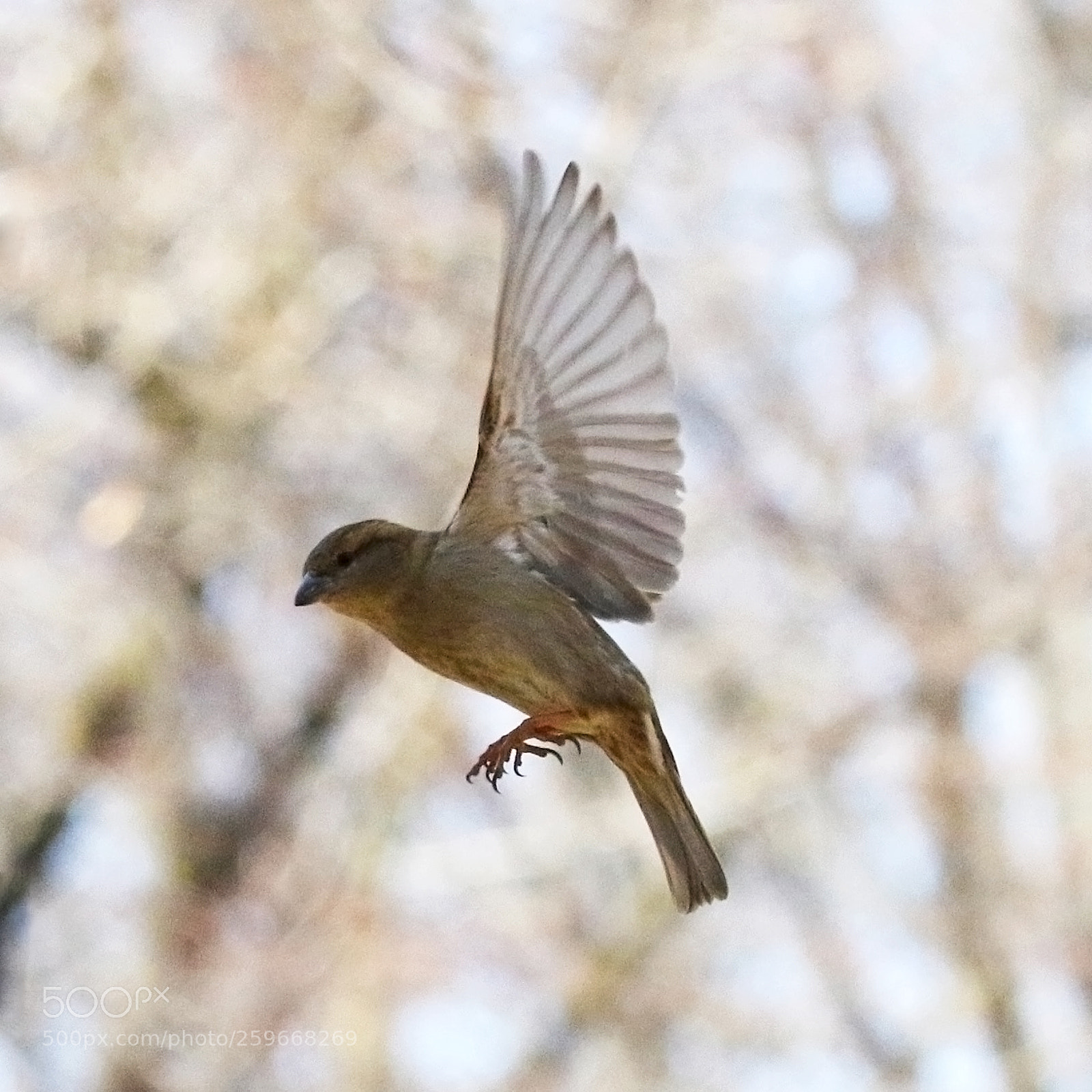 Canon EOS 7D Mark II sample photo. Spring freeze photography