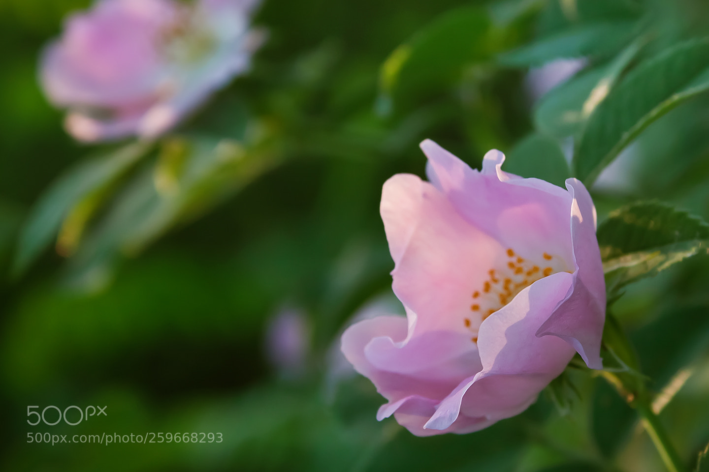 Canon EOS 450D (EOS Rebel XSi / EOS Kiss X2) sample photo. Where the wild roses photography