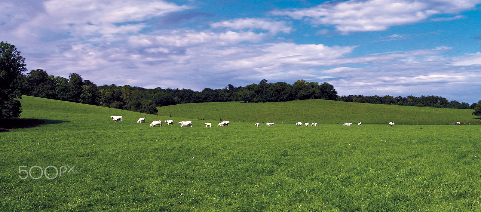 Pentax K-7 sample photo. Vaches au prÉ photography